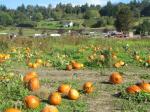 A tiny fraction of the pumpkin picking area available.