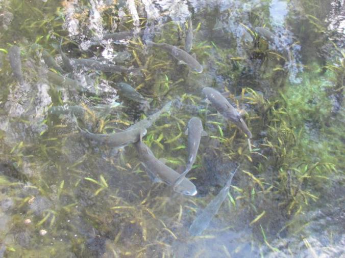 Some of the big fish swiming over the eel grass